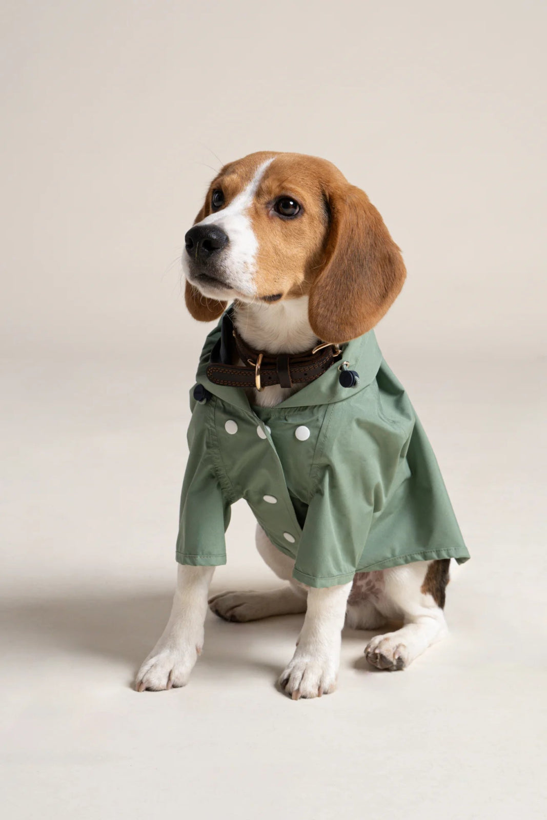 Boulogne - Imperméable pour chien